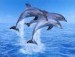 delfin jpg